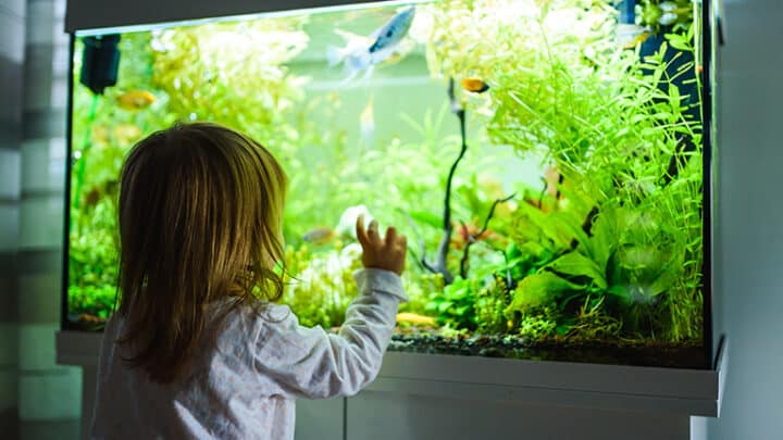 Fish Tank Recycling: 5 Ways to Recycle Your Fish Tank