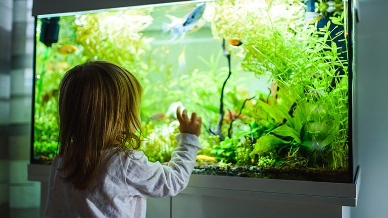 Child looking at fish tank.