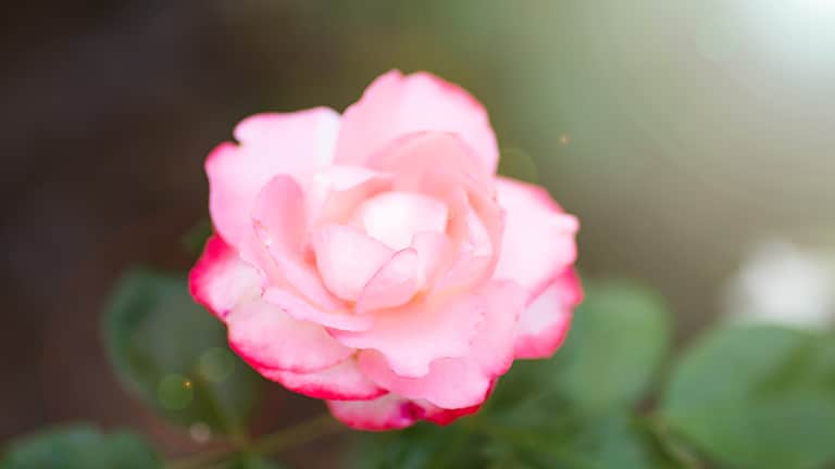 Close up of rose to represent powdery mildew in garden.