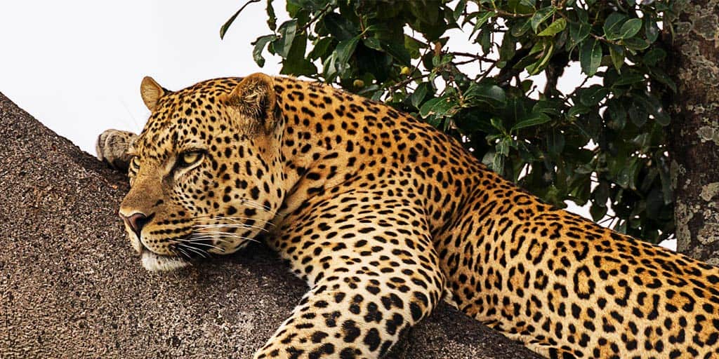 Leopard in a tree