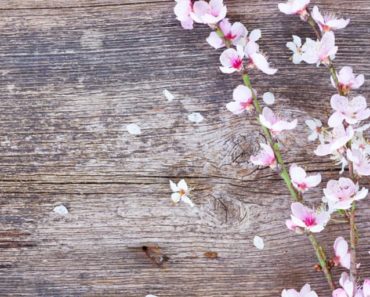 Cherry blossoms