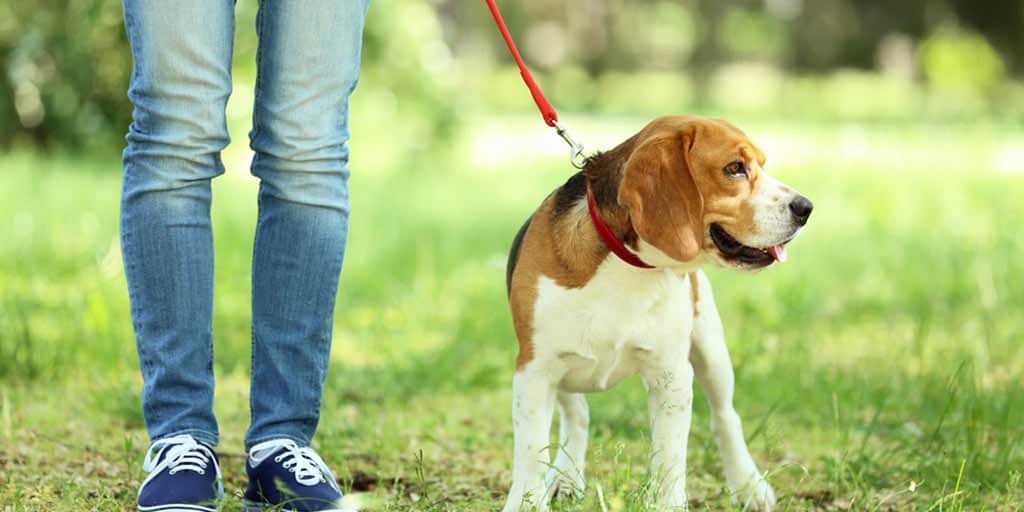 Volunteer ideas: walking dogs