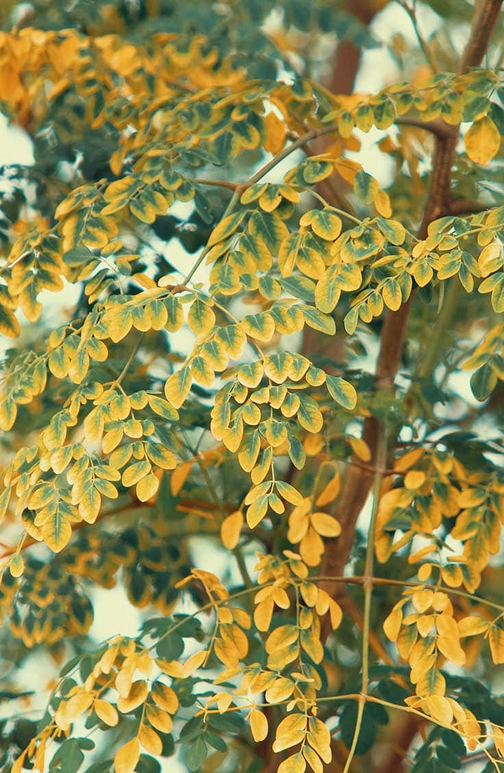 Close up of moringa tree