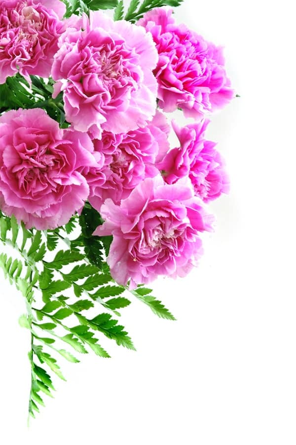 Bouquet of carnations